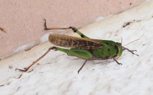 Réf. 269 602 : Locusta migratoria
